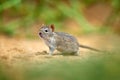 Four-striped grass mouse, Rhabdomys pumilio, beautiful rat in the habitat. Mouse in the sand with green vegetation, funny image Royalty Free Stock Photo