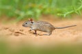 Four-striped grass mouse, Rhabdomys pumilio, beautiful rat in the habitat. Mouse in the sand with green vegetation, funny image