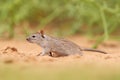 Four-striped grass mouse, Rhabdomys pumilio, beautiful rat in the habitat. Mouse in the sand with green vegetation, funny image Royalty Free Stock Photo