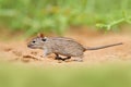 Four-striped grass mouse, Rhabdomys pumilio, beautiful rat in the habitat. Mouse in the sand with green vegetation, funny image Royalty Free Stock Photo