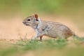 Four-striped grass mouse, Rhabdomys pumilio, beautiful rat in the habitat. Mouse in the sand with green vegetation, funny image Royalty Free Stock Photo