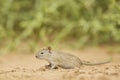 Four-striped Grass Mouse - Rhabdomys pumilio