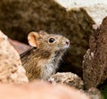 Four-striped Grass Mouse Royalty Free Stock Photo