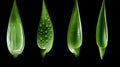 Symmetrical Balance: Odd Juxtapositions Of Leaves And Water Droplets