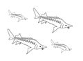 Four sturgeons, colouring book page uncolored