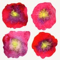 Four stylized watercolor poppy flowers.