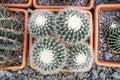 Four succulents echinocactus grusonii f. albispinus with sharp white needles in a pot, top view Royalty Free Stock Photo