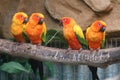 Four Sun Conures on wooden perch Royalty Free Stock Photo