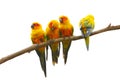 Four Sun Parakeets on the trunk in white background Royalty Free Stock Photo