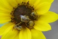 Sunflower Bees pollinating Annual Sunflower Royalty Free Stock Photo