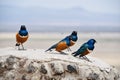 Four Superb Starlings Standing on Rock
