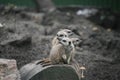 Four suricates Royalty Free Stock Photo