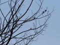 Four swallows sit on tree in Goczalkowice in Poland