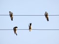 Four swallows sit on wires in different positions