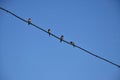 Four swallows are sitting on a wire
