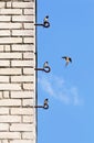 Four swallows on the wall of the house