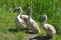 Swan cubs standing on the lake shore