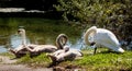 Four swans are chilling near the river Royalty Free Stock Photo