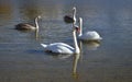 Four swans on the lake, two white and two gray swans. Royalty Free Stock Photo