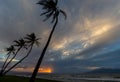 Four tall palm trees are silhouetted against the setting sun. Royalty Free Stock Photo