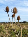 Four tall teasels and a blue sky Royalty Free Stock Photo