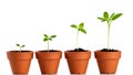 Four terracotta pots showing stages of seedling growth development process Royalty Free Stock Photo