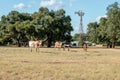 Four Texas Longhorns and a Windmill Royalty Free Stock Photo