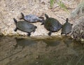 Four Texas river cooter turtles basking in the sun on the edge of White Rock Lake in Dallas, Texas. Royalty Free Stock Photo