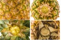 Four textures of different types of ananas peel - top, bottom and side view