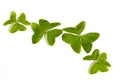 Four Three Leaf Clovers on White Background Royalty Free Stock Photo