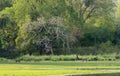 Four tigers, Ranthambhore National Park, Rajasthan, India Royalty Free Stock Photo