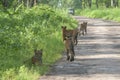 Four Tigers at Tadoba Tiger reserve Maharashtra,India Royalty Free Stock Photo