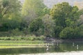 Four Tigers walking in Rajbaug area in Ranthambhore National Park Royalty Free Stock Photo