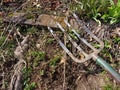 Four Tine Garden Fork Near a Flower Bed Royalty Free Stock Photo