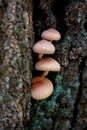 Four tiny brownish mushrooms growing on the tree in the forest Royalty Free Stock Photo