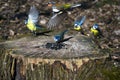 Four Tits and finches on an old stump.