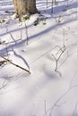 Winter field tracks preserved in crusty snow