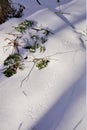 Winter field tracks preserved in crusty snow