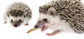 Four-toed Hedgehog African pygmy hedgehog Royalty Free Stock Photo