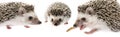 Four-toed Hedgehog African pygmy hedgehog Royalty Free Stock Photo