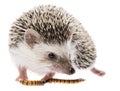 Four-toed Hedgehog African pygmy hedgehog Royalty Free Stock Photo