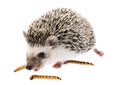 Four-toed Hedgehog African pygmy hedgehog Royalty Free Stock Photo