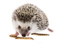 Four-toed Hedgehog African pygmy hedgehog Royalty Free Stock Photo