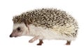 Four-toed Hedgehog, Atelerix albiventris Royalty Free Stock Photo