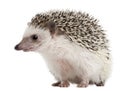 Four-toed Hedgehog, Atelerix albiventris Royalty Free Stock Photo