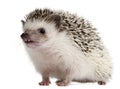 Four-toed Hedgehog, Atelerix albiventris