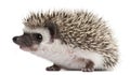 Four-toed Hedgehog, Atelerix albiventris
