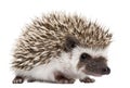 Four-toed Hedgehog, Atelerix albiventris Royalty Free Stock Photo