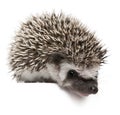 Four-toed Hedgehog, Atelerix albiventris Royalty Free Stock Photo