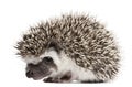 Four-toed Hedgehog, Atelerix albiventris